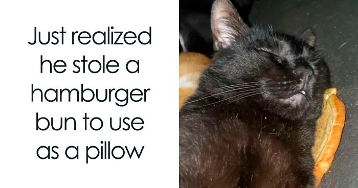 50 Hilariously Adorable Cat Memes That Might Warm Your Soul And Distract You From Life