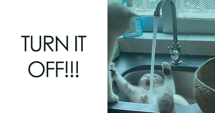 Cats Make The World A Better Place Just By Existing And These 50 Pics Prove It