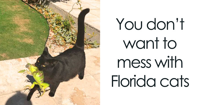 Cat Meme Therapy: 100 Posts to Brighten Your Day