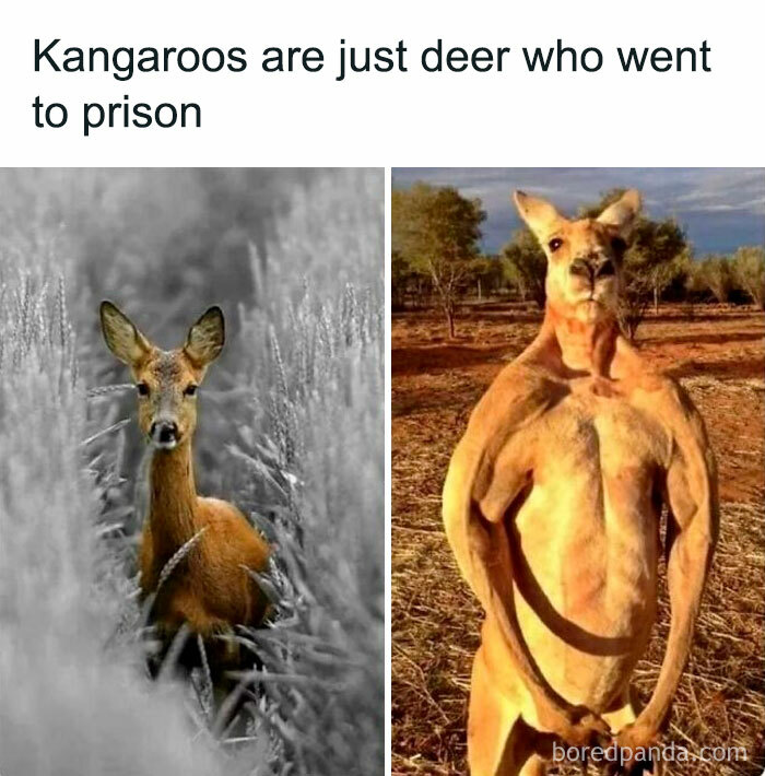 Comparison meme showing a slender deer next to a muscular kangaroo with the main keyword memes for laughs.