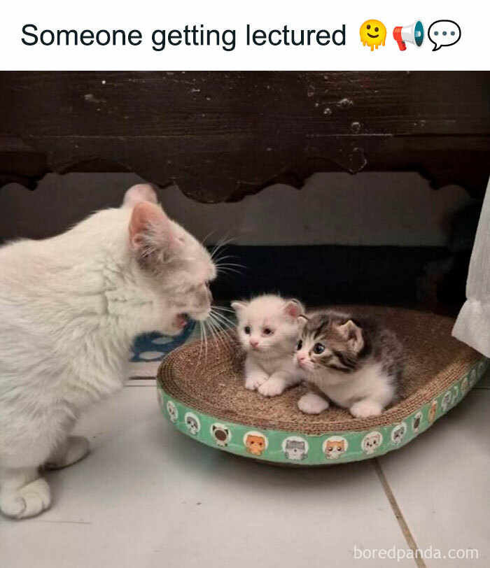 White cat appearing to lecture two small kittens sitting on a cat scratcher, a funny meme about looking at memes.