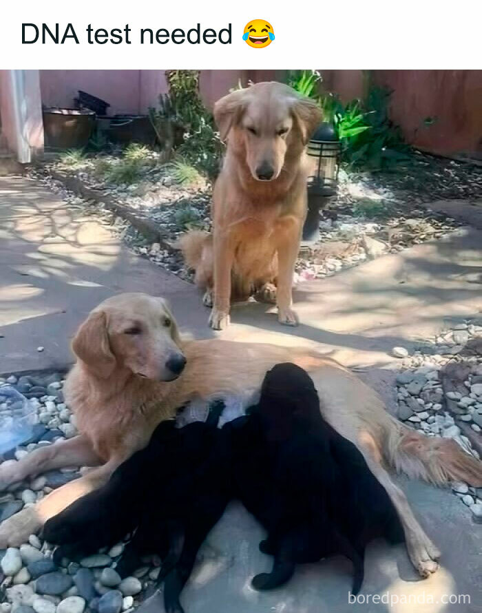 Golden retriever adult dog looking doubtful at puppies feeding, funny meme about DNA test needed for memes to laugh at.
