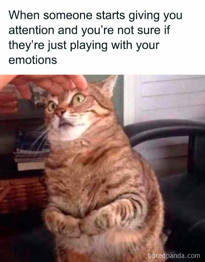 A surprised tabby cat being petted, capturing the humor of memes about uncertain emotions and attention.