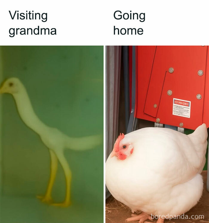 Funny meme showing a skinny bird labeled visiting grandma and a fat bird labeled going home for laughs.
