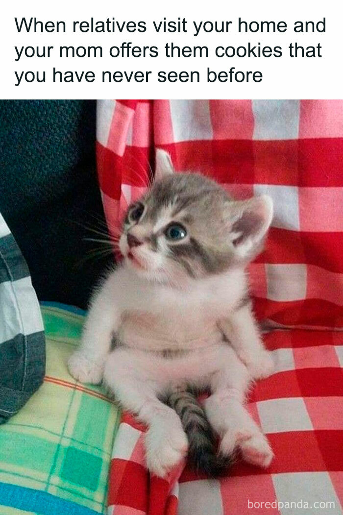 Kitten sitting on a red checkered blanket with a surprised expression, perfect for memes to laugh at.