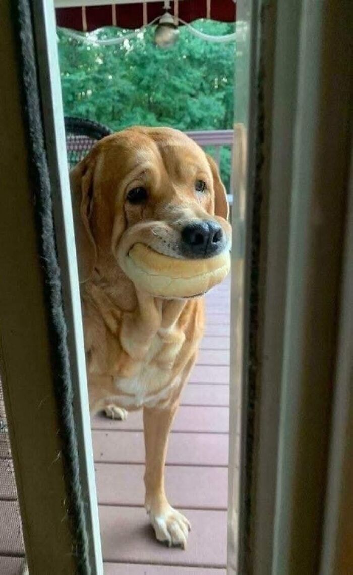 Dog holding a sandwich in its mouth standing at a door, perfect for memes to laugh at and brighten your day.