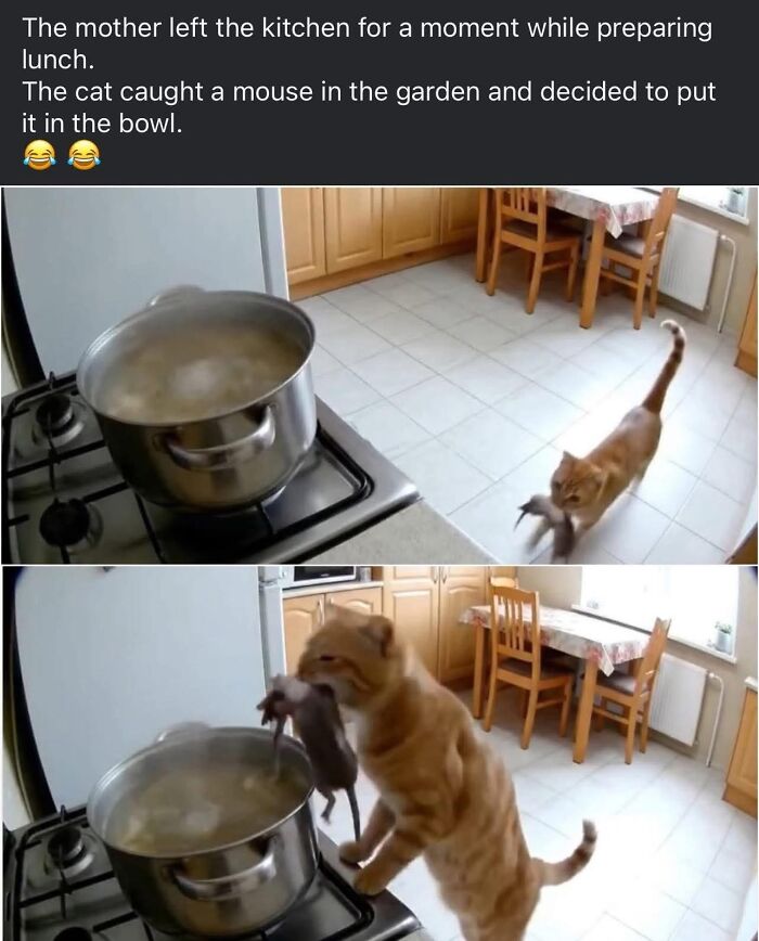 Cat carrying a mouse to a boiling pot in the kitchen, a funny meme perfect for meme lovers to laugh at.