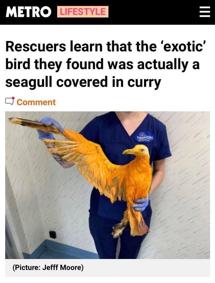 Person in blue scrubs holding a seagull covered in curry, a funny meme perfect for meme lovers to laugh at.