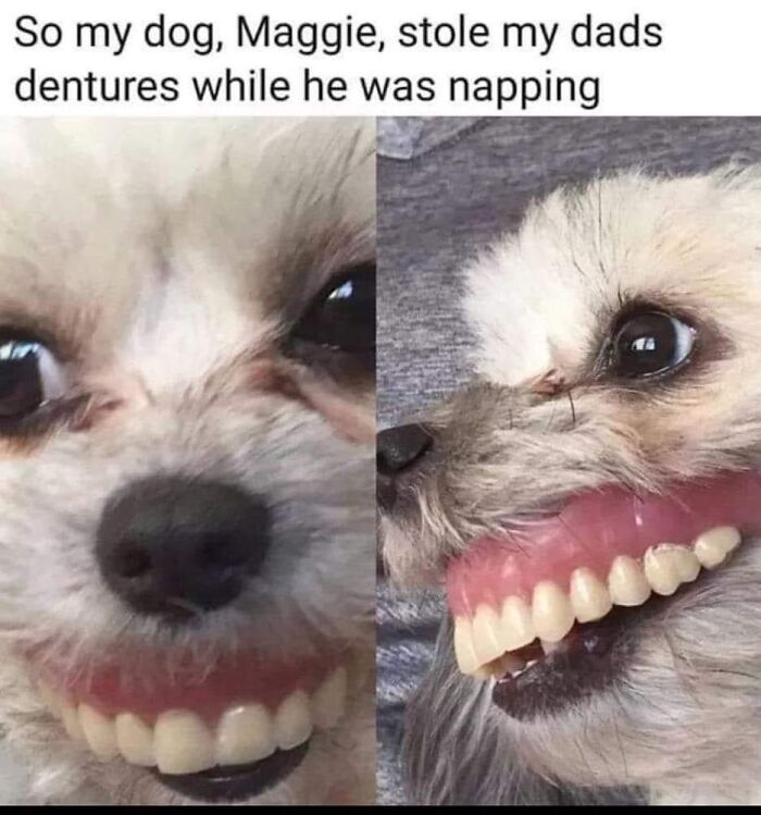Close-up of a small dog wearing fake dentures in a funny meme about stolen teeth, related to looking at memes for laughs.