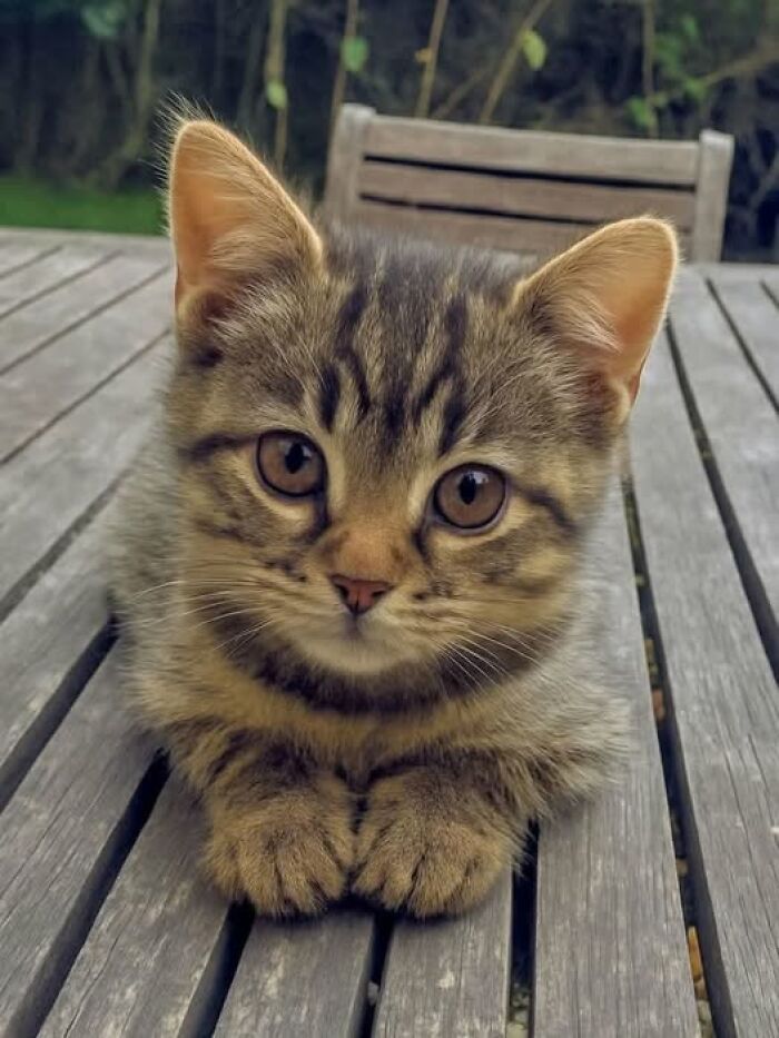 Cute tabby kitten with large eyes sitting on a wooden table outdoors in a funny and adorable pose.