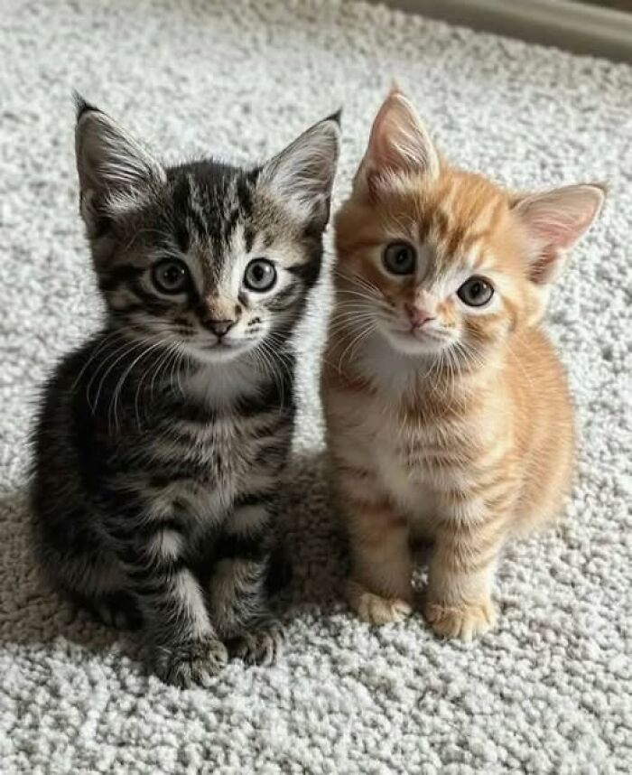 Two adorable kittens sitting side by side on a carpet, showcasing funny and cute cat pictures.