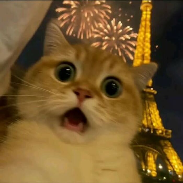 Surprised cute cat with wide eyes in front of Eiffel Tower and fireworks at night, showcasing funny and cute cat pictures.