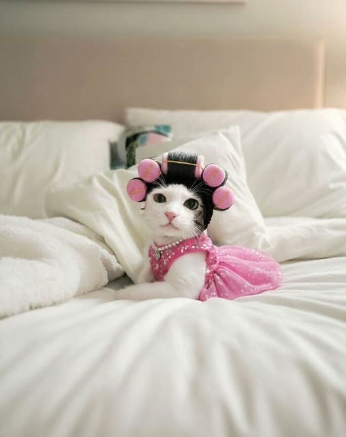 Cute cat wearing pink dress and hair curlers lying on a bed, a funny moment captured in a cozy setting.