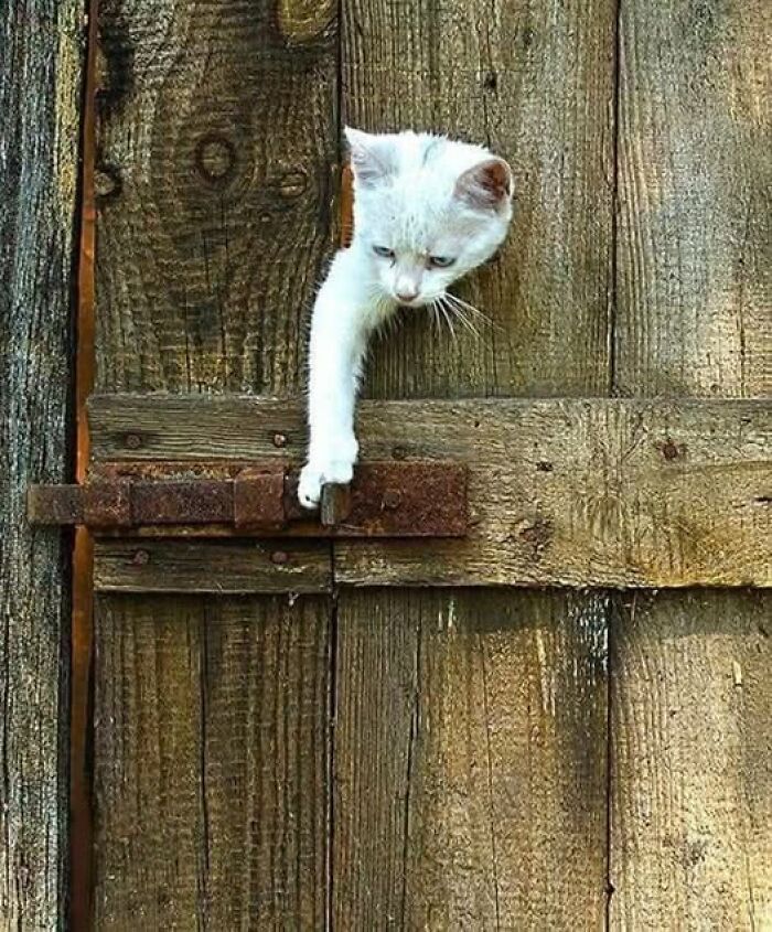 White cat reaching paw through rustic wooden door latch, a funny cute cat picture capturing playful feline behavior.