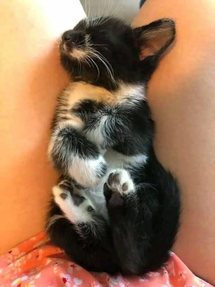 Black and white kitten sleeping curled up between legs, showing a funny and cute cat picture moment.
