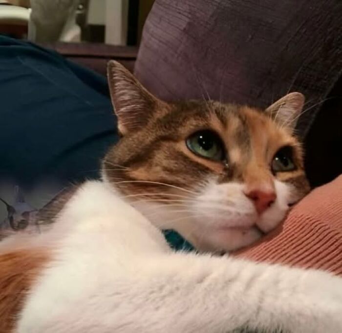 Close-up of a cute cat resting on a couch, showcasing its green eyes and soft fur in a cozy setting.