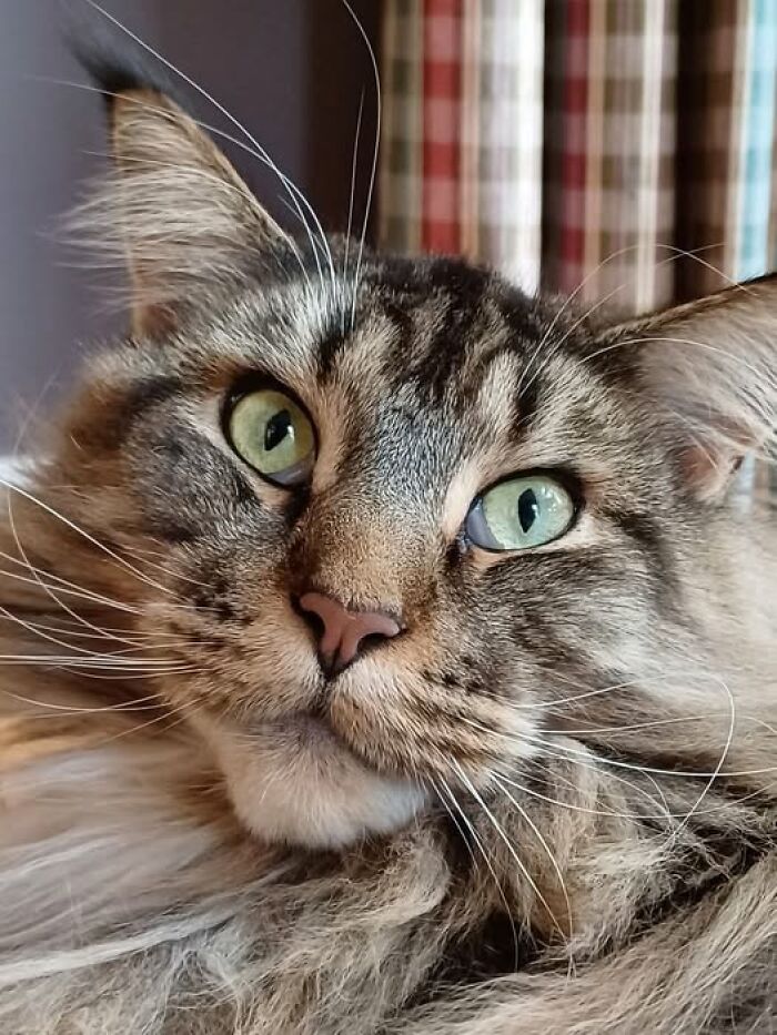 Close-up of a cute fluffy cat with green eyes looking curious in a cozy indoor setting for funny cute cat pictures.