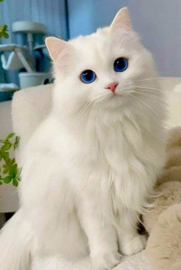 White fluffy cat with striking blue eyes sitting indoors, showcasing one of the funniest cute cat pictures.