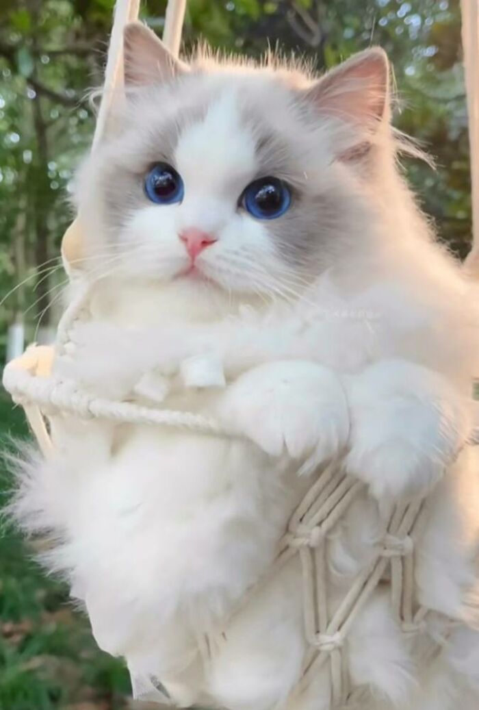Fluffy white cat with striking blue eyes sitting in a hammock outdoors, a perfect funny,and cute cat picture.