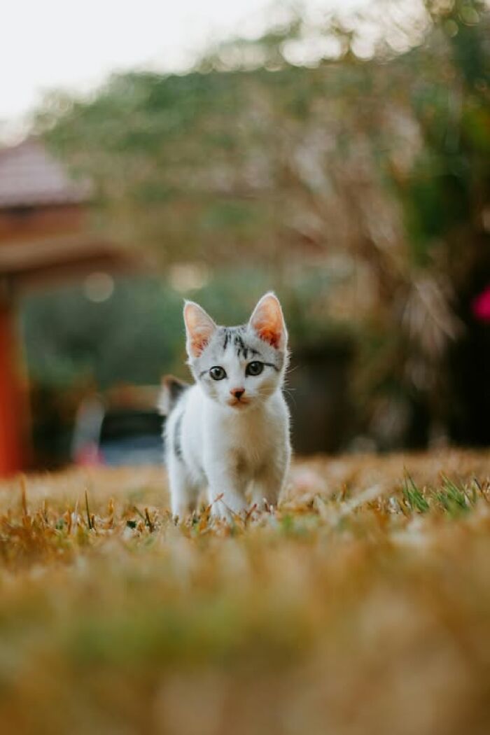 Cute white and gray kitten walking on grass outdoors with a blurred natural background in funny and cute cat pictures style.