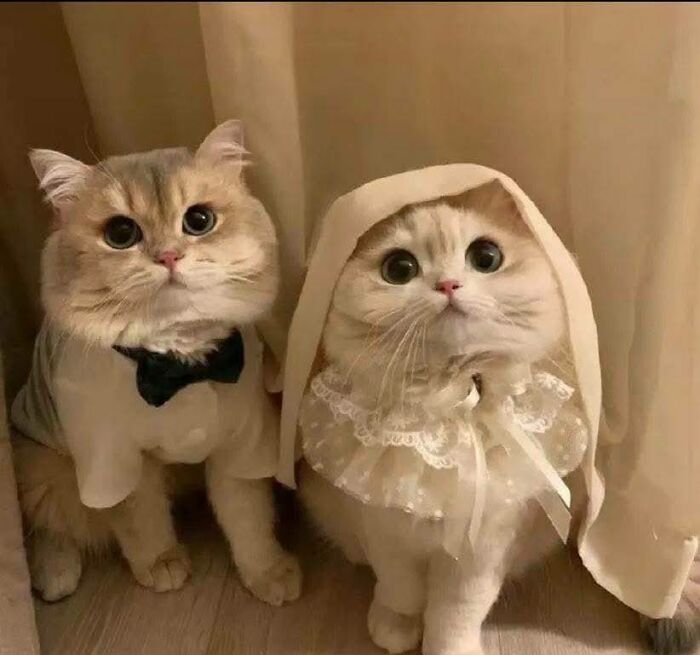 Two funny and cute cats wearing adorable costumes sitting side by side against a beige curtain background.