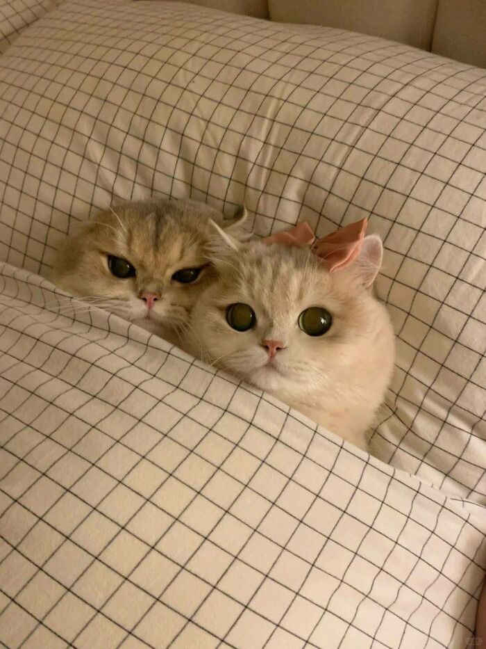Two cute cats tucked under a checkered blanket, one wearing a pink bow, showing adorable and funny expressions.