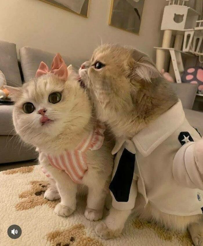 Two funny cute cats in outfits, one licking the other who wears a pink bow and striped dress indoors.