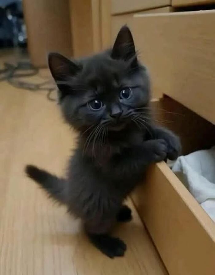 Fluffy black kitten with big eyes standing on wooden floor, holding a drawer, an example of funny cute cat pictures.
