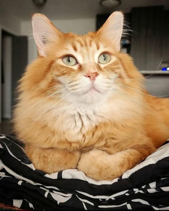 Orange fluffy cat with green eyes resting calmly on a black and white blanket in a cozy indoor setting - an example of funny and cute cat pictures.