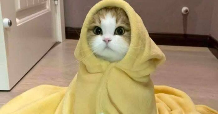 39 Cat Photos So Adorable And Chaotic They Might Just Fix Your Bad Mood Instantly