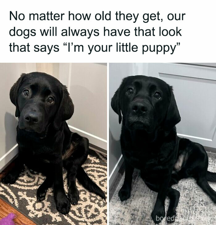 Two black Labrador dogs sitting indoors, showing wholesome animal memes that evoke warm, comforting feelings.