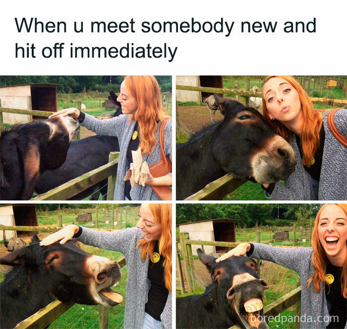 Woman and donkey interacting happily on a farm fence in a wholesome animal memes moment to brighten your day.