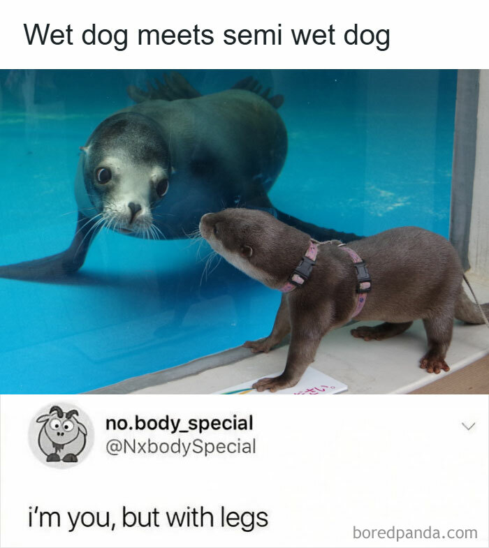 Otter and seal meeting through glass, humorous wholesome animal meme to brighten your day and ease worries.