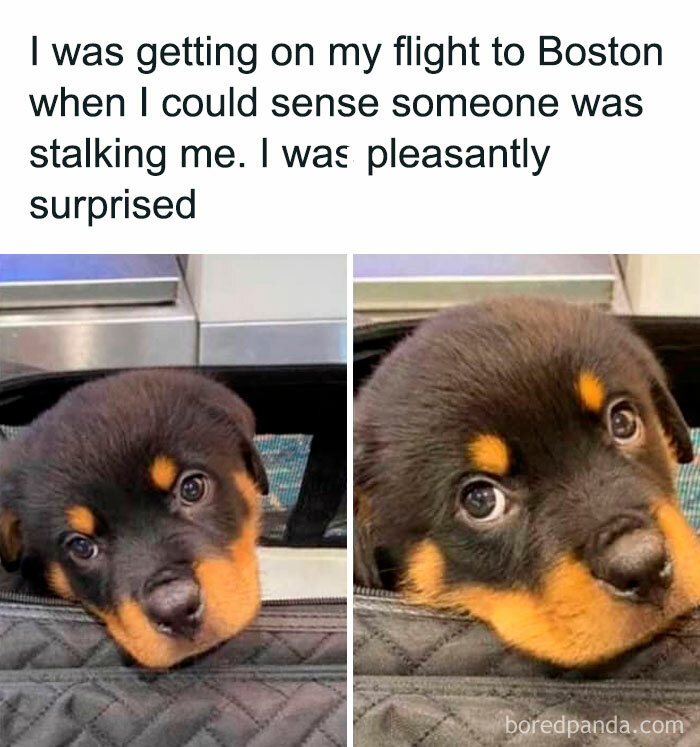Cute Rottweiler puppy peeking out of a bag at the airport, featured in wholesome animal memes for worry relief.