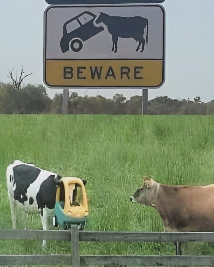 Cow wearing toy car on head next to another cow near a beware road sign, humorous wholesome animal meme scene outdoors.