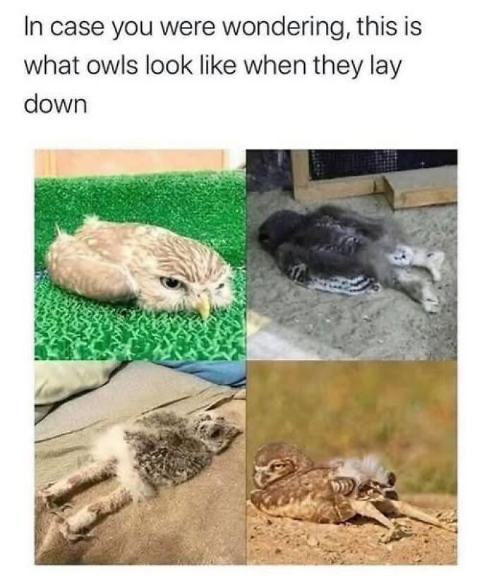 Four images showing what owls look like when they lay down, illustrating wholesome animal memes to make you smile.