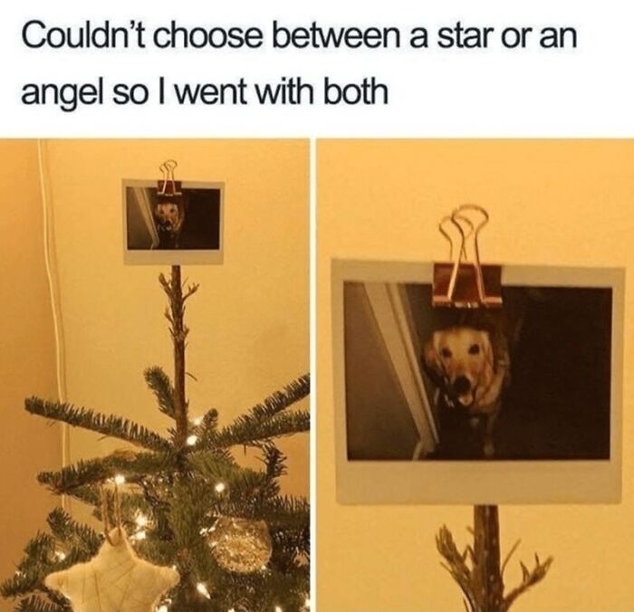 Photo of a Christmas tree topped with a photo of a dog clipped to the top, a wholesome animal meme to ease worries.