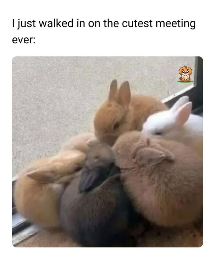 A group of fluffy animals including bunnies and a duckling cuddling closely in a wholesome animal meme.