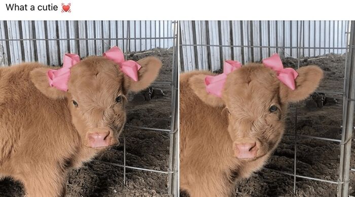 Cute calf with pink bows on its ears inside a pen, featured in wholesome animal memes to brighten your day.