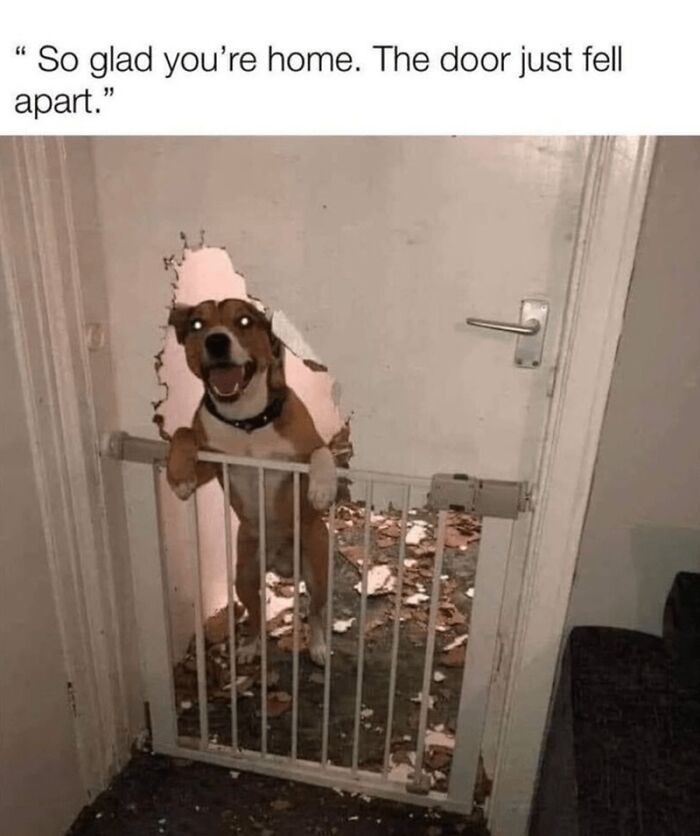 Happy dog peeking through a hole in a broken door behind a baby gate, a wholesome animal meme scene.