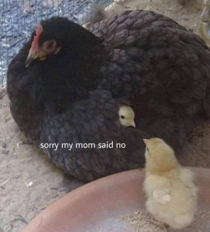 Black hen hiding a chick under her wing with a second chick nearby, a wholesome animal meme about caring and protection.