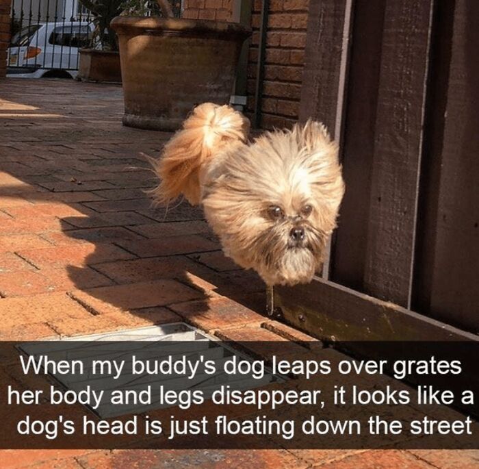 Small dog leaping over grate making its body disappear, creating a funny wholesome animal meme effect outdoors on brick pavement.