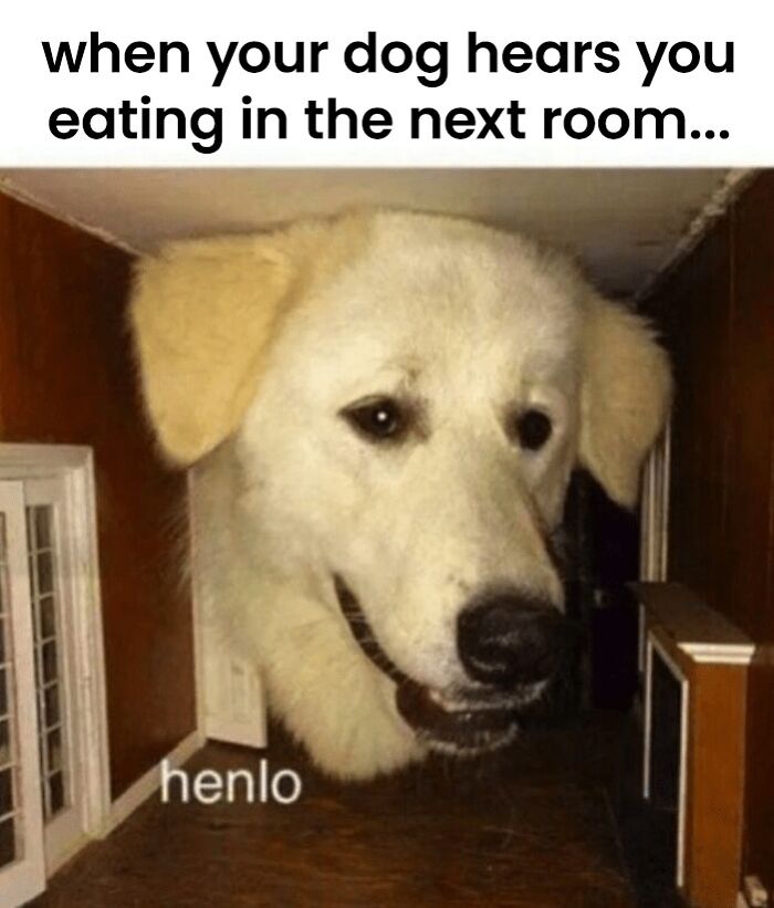 A wholesome dog meme showing a dog peeking into a room with the caption about hearing eating in the next room.