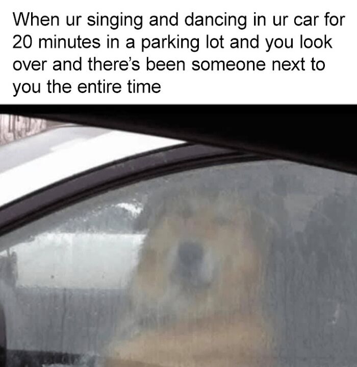 A dog sitting quietly in a car window, capturing a wholesome animal meme moment to make you forget your worries.