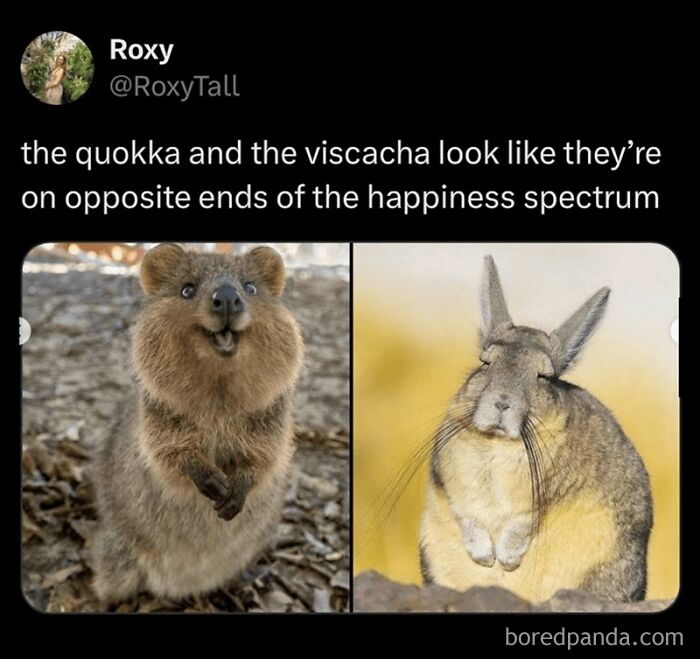 A happy quokka and a serious viscache animal meme showcasing contrasting expressions in wholesome animal memes.