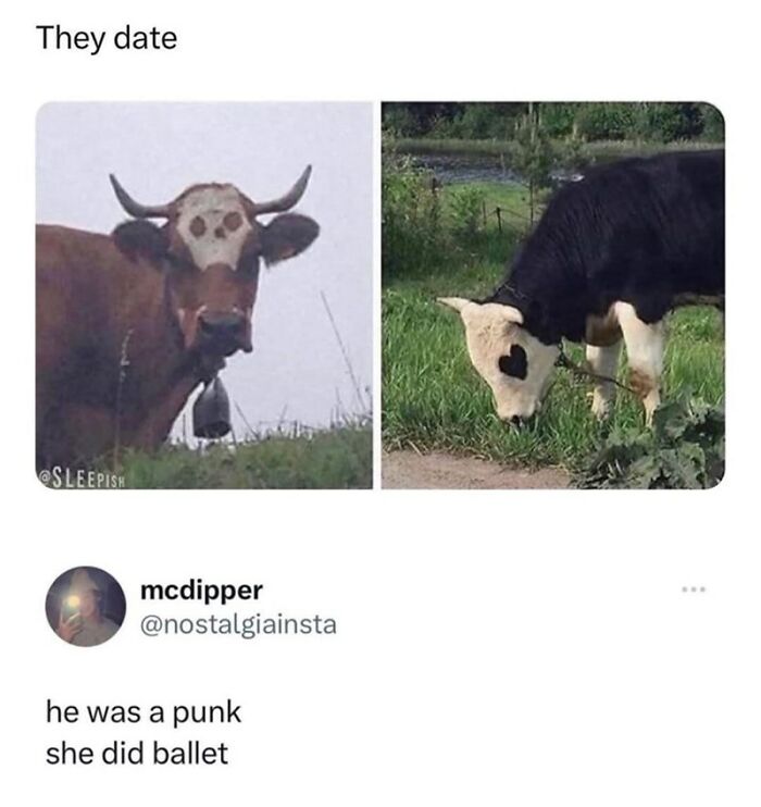 Two cows with unique heart-shaped markings on their faces, featured in wholesome animal memes.