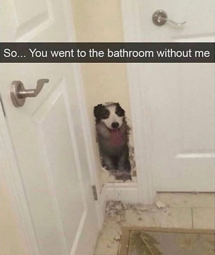 Dog peeking through a hole in the bathroom wall, a wholesome animal meme to make you forget your worries.