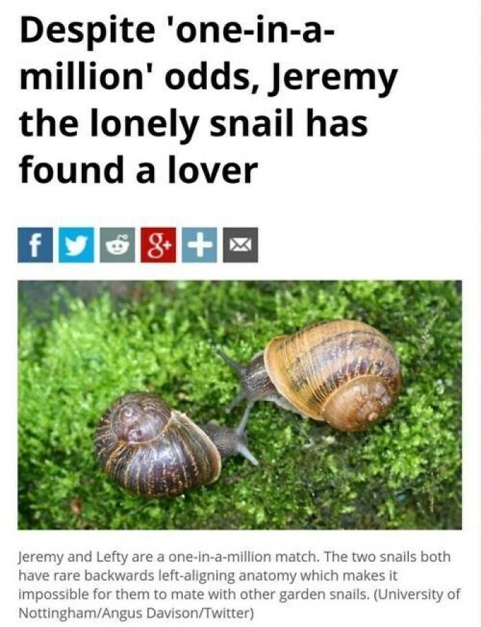 Two snails with rare left-aligning anatomy touching on green moss in a wholesome animal meme to ease worries.