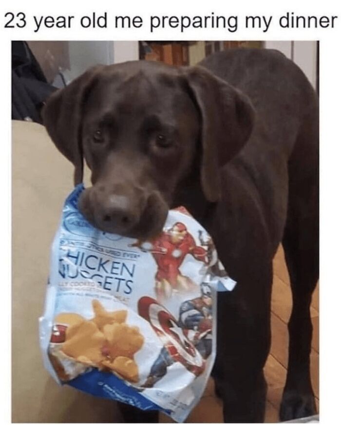 Chocolate Labrador holding a chicken nuggets bag in its mouth, a wholesome animal meme to make you forget your worries.