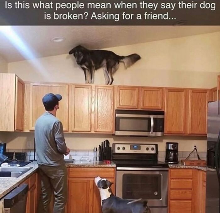 Dog standing on kitchen cabinets while another dog and a man look up, capturing a wholesome animal meme moment.